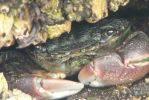 PICTURES/Yachats/t_Crab (3).JPG